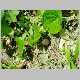 dioscorea bulbifera.jpg